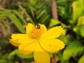 A honey bee collecting and taking honey a Orange Cosmos flower.