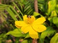 A honey bee collecting and taking honey a Orange Cosmos flower.