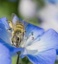 Honey bee collects nectar on a blue flower. Close up and macro shot. Royalty Free Stock Photo