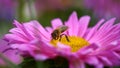 Honey bee collects nectar on a pink flower Royalty Free Stock Photo