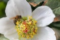 Honey bee collects nectar and pollen in early spring from hellebore, hellebores, Helleborus flowering plants in the family Ranuncu