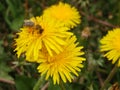 A honey bee collects nectar and pollen from yellow dandelion flowers. Pollination of plants. A yellow dandelion in a meadow Royalty Free Stock Photo