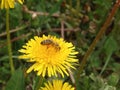 A honey bee collects nectar and pollen from yellow dandelion flowers. Pollination of plants. A yellow dandelion in a meadow Royalty Free Stock Photo