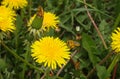 A honey bee collects nectar and pollen from yellow dandelion flowers. Pollination of plants. A yellow dandelion in a meadow Royalty Free Stock Photo