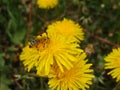 A honey bee collects nectar and pollen from yellow dandelion flowers. Pollination of plants. A yellow dandelion in a meadow Royalty Free Stock Photo