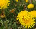 A honey bee collects nectar and pollen from yellow dandelion flowers. Pollination of plants. A yellow dandelion in a meadow Royalty Free Stock Photo