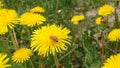 A honey bee collects nectar and pollen from yellow dandelion flowers. Pollination of plants. A yellow dandelion in a meadow Royalty Free Stock Photo