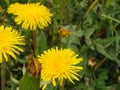 A honey bee collects nectar and pollen from yellow dandelion flowers. Pollination of plants. A yellow dandelion in a meadow Royalty Free Stock Photo