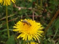 A honey bee collects nectar and pollen from yellow dandelion flowers. Pollination of plants. A yellow dandelion in a meadow Royalty Free Stock Photo