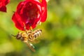 A honey bee collects nectar on a red rose. Blurred background. Selective focus Royalty Free Stock Photo