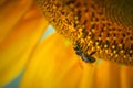 Honey bee collects nectar on a sunflower Royalty Free Stock Photo