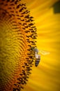 Honey bee collects nectar on a sunflower Royalty Free Stock Photo