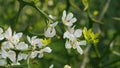 Honey Bee Collects Nectar. White Flower Of Citrus Trifoliata. Poncirus Trifoliata. Close up. Royalty Free Stock Photo