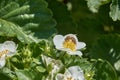 A honey bee collects nectar from a white strawberry flower in the garden. Royalty Free Stock Photo