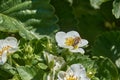 A honey bee collects nectar from a white strawberry flower in the garden. Royalty Free Stock Photo