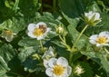 A honey bee collects nectar from a white strawberry flower in the garden. Royalty Free Stock Photo