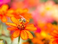 Honey bee collects orange flower nectar Royalty Free Stock Photo