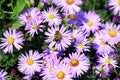 Honey bee collects pollen on a beautiful purple flower. Apis Mellifera, European or Western bee in spring and summer in the garden Royalty Free Stock Photo