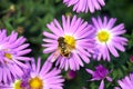 Honey bee collects pollen on a beautiful purple flower. Apis Mellifera, European or Western bee in spring and summer in the garden Royalty Free Stock Photo