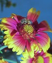 A Honey Bee Collects Pollen on a Blanket Flower Royalty Free Stock Photo