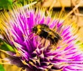 Bumble Bee collect pollen macro closeup Clematis flower