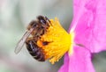 Honey bee over flower macro detail Royalty Free Stock Photo