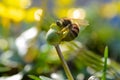 Honey bee collects pollen from the flower. Macro shot.