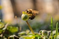 Honey bee collects pollen from the flower. Macro shot.