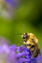 Honey bee collects pollen