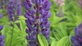 Honey bee collects pollen from the lupine