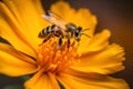 Honey bee collects pollen and nectar on flower, honeybee macro view, generative AI