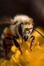 Honey bee collects pollen and nectar on flower, honeybee macro view, generative AI