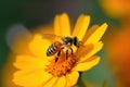 Honey bee collects pollen and nectar on flower, honeybee macro view, generative AI