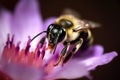 Honey bee collects pollen and nectar on flower, honeybee macro view, generative AI Royalty Free Stock Photo