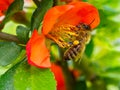 Honey bee collects pollen and nectar from red quince flowers in spring