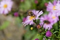 Bee collects pollen from purple aster flower on sunny day in garden Royalty Free Stock Photo