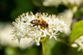 A honey bee collects pollen on a white flower. close macro Royalty Free Stock Photo