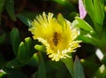 Honey bee collects pollen from yellow flower