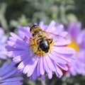 Honey bee collects honey Royalty Free Stock Photo