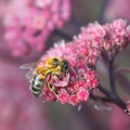 Honey bee collects honey Royalty Free Stock Photo