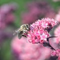 Honey bee collects honey Royalty Free Stock Photo