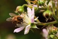 Honey bee collets flower nectar Royalty Free Stock Photo