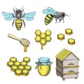 Honey and bee color sketch vector illustration. Honeycombs, pot and hive hand drawn isolated design elements