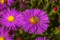 Honey bee on a colorful violet flower aster alpinus