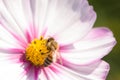 Closeup of honey bee and beautiful flower, nature Royalty Free Stock Photo