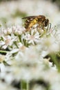 Honey bee covered in pollen collecting nectar Royalty Free Stock Photo