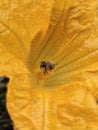 Honey bee covered in pollen hugging a pumpkin flower stem Royalty Free Stock Photo