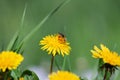 Honey bee covered with yellow pollen collecting nectar from dandelion flower Royalty Free Stock Photo