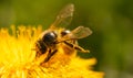 Honey bee covered with yellow pollen collecting nectar from dandelion flower. Important for environment ecology Royalty Free Stock Photo