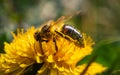 Honey bee covered with yellow pollen collecting nectar from dandelion flower. Important for environment ecology Royalty Free Stock Photo